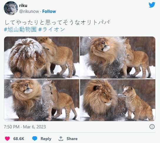 公狮甩头直接打脸幼狮：一脸猫咪傻眼的表情笑翻网友！