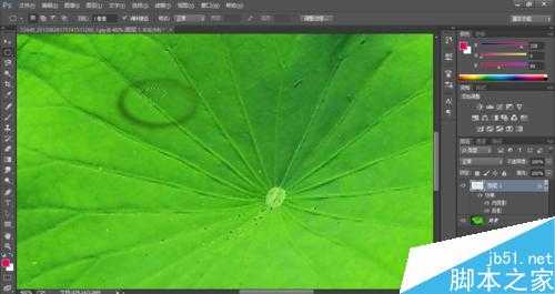Photoshop制作荷叶上的水滴效果