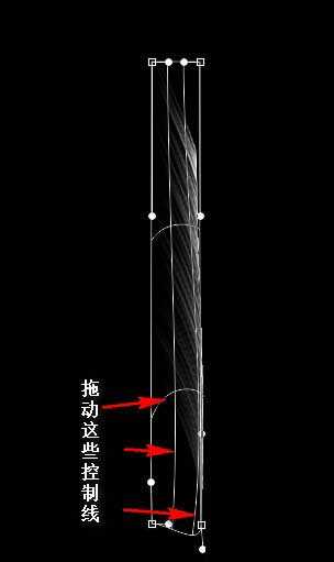 PS画出轻扬飞舞的羽毛